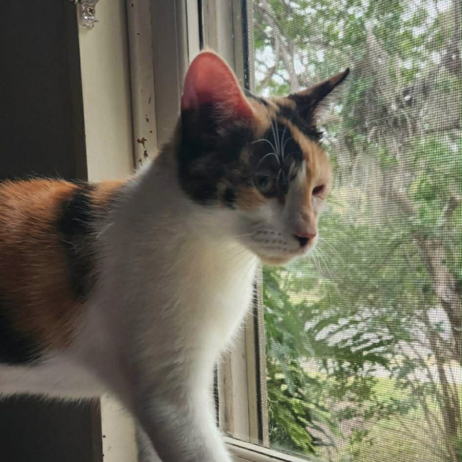 Photo of Daffodil