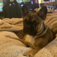 Photo of Puppanero 