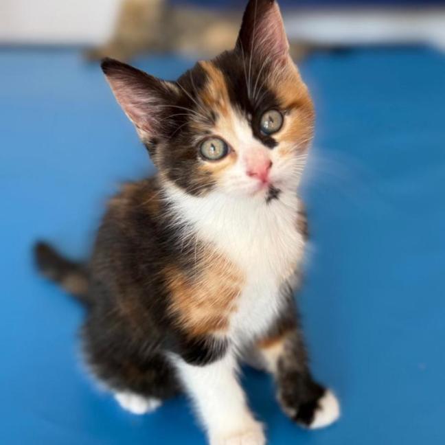 Photo of Sienna 🌷