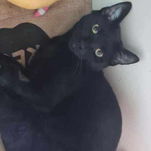 Clank - Domestic Short Hair (DSH) Cat