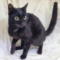 Photo of Panther