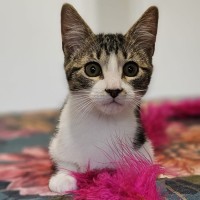 Photo of Banksia ^^Dandy Cat Rescue^^