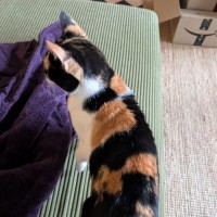 Photo of Duchess