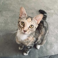 Photo of Trixie