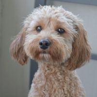 Photo of Mirra