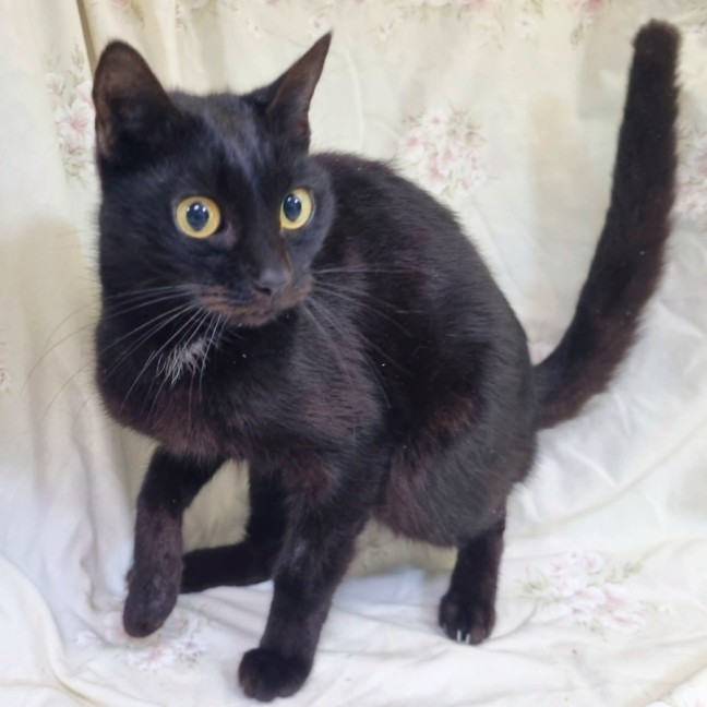 Photo of Panther