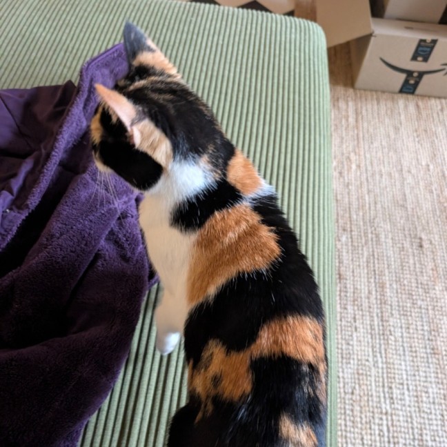 Photo of Duchess