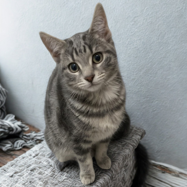Photo of Flash