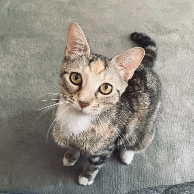 Photo of Trixie