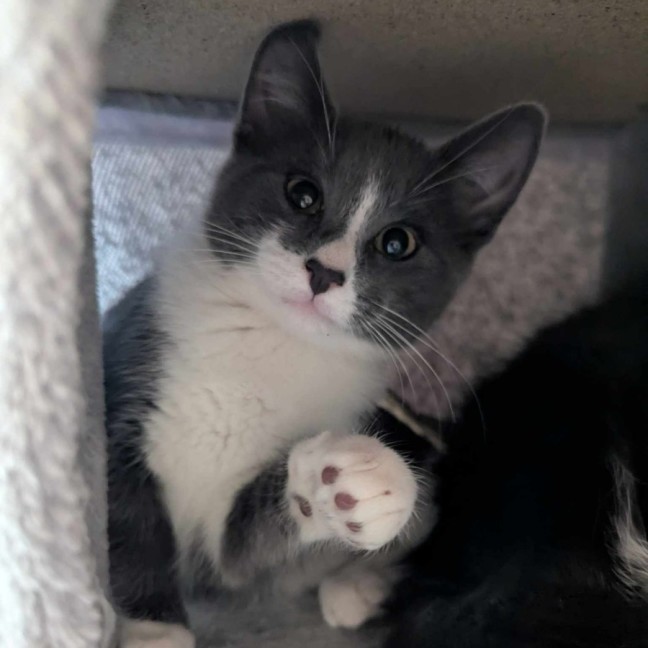 Photo of Bamm Bamm Flintstone