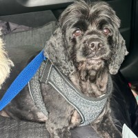 Photo of Tammy 🐶😍🦋