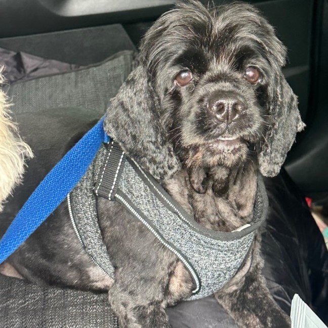 Photo of Tammy 🐶😍🦋