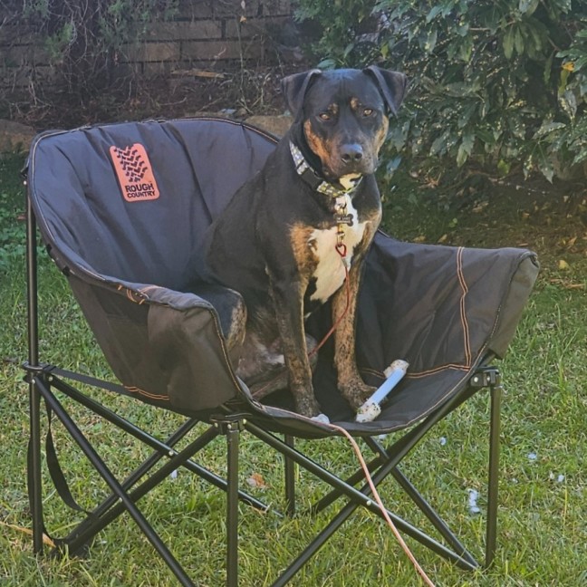 Photo of Buddy