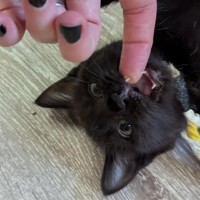 Photo of Lucky Lizzy