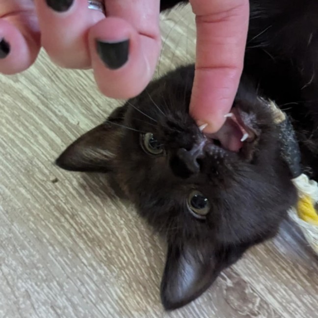 Photo of Lucky Lizzy