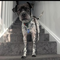 Photo of Puggles   6 Year Old Cattle X Pug