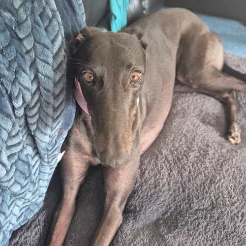 J - Greyhound Dog
