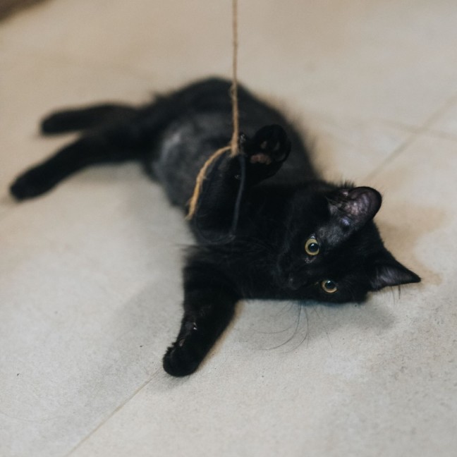 Photo of Cola