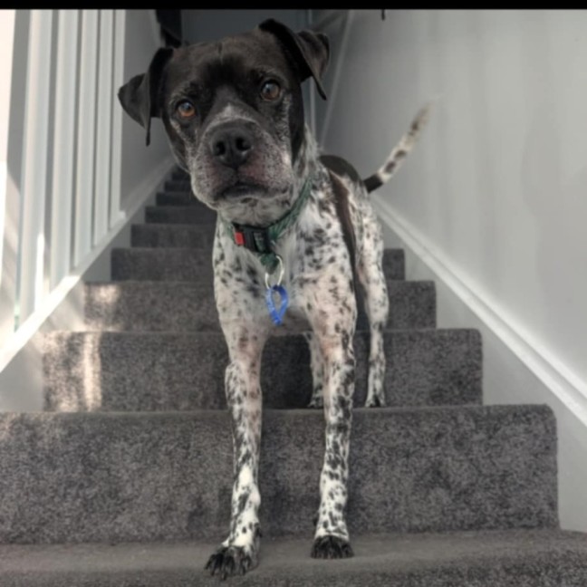 Photo of Puggles   6 Year Old Cattle X Pug