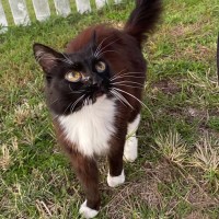 Photo of Assisted Rehome   Henry
