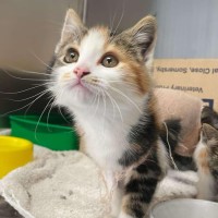 Photo of Bonnie   Located In Pakenham