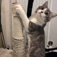 Photo of Renesmee   Meet Me @ Petstock Prahran 29/03