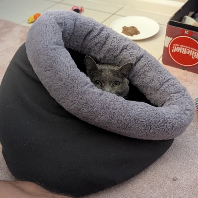 Photo of Luna