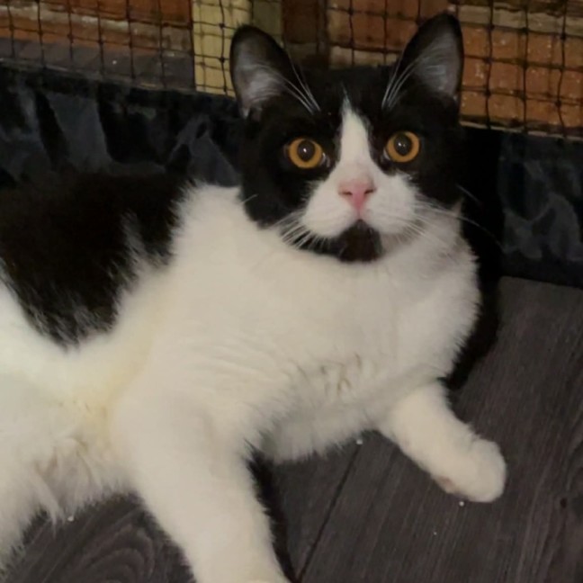 Photo of Mister Wigglebottom 