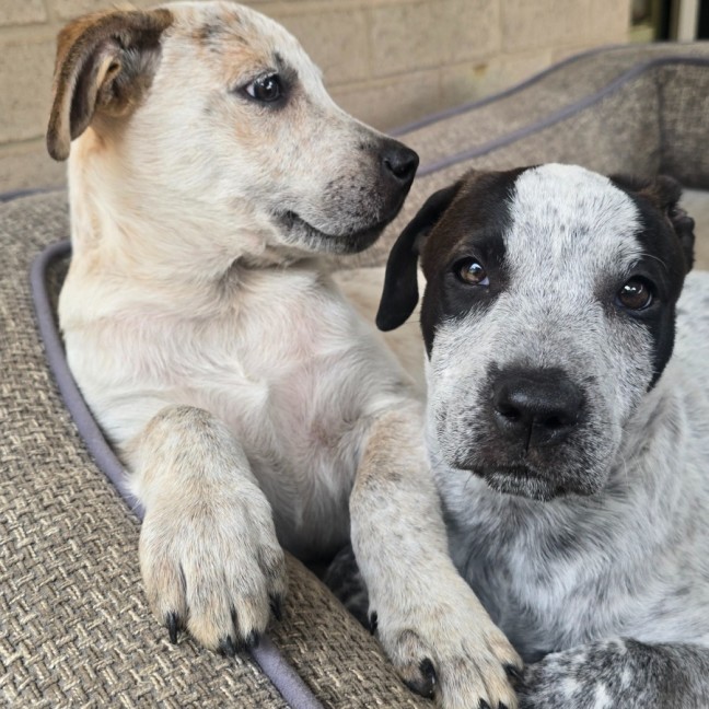 Photo of Skye
