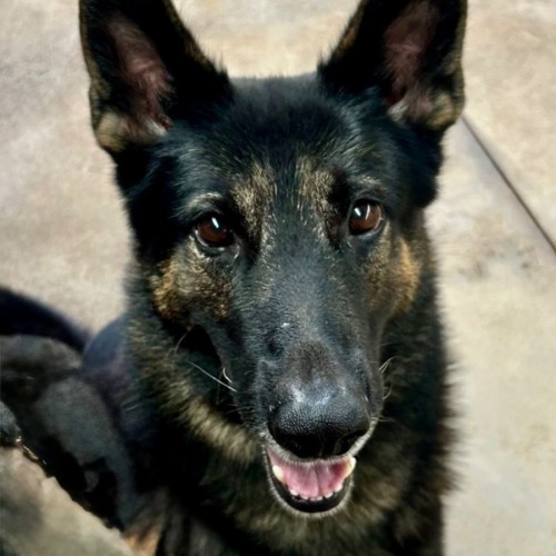 Bear - German Shepherd Dog