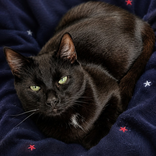 Cuddlefish - Domestic Short Hair (DSH) Cat