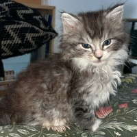 Photo of King Fluffernutter 