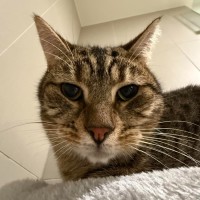 Photo of Fig