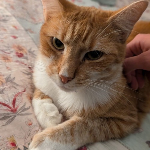 Goldie - Domestic Short Hair (DSH) Cat