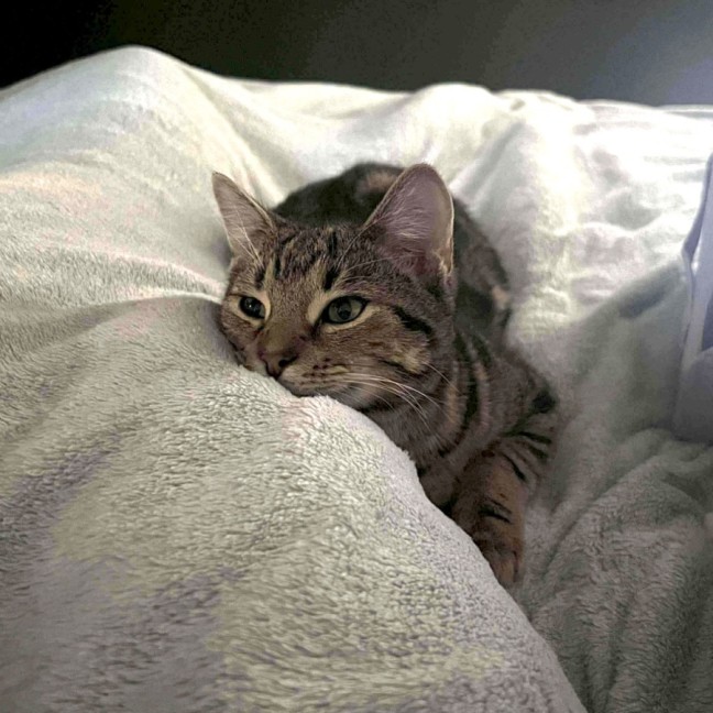 Photo of Jett
