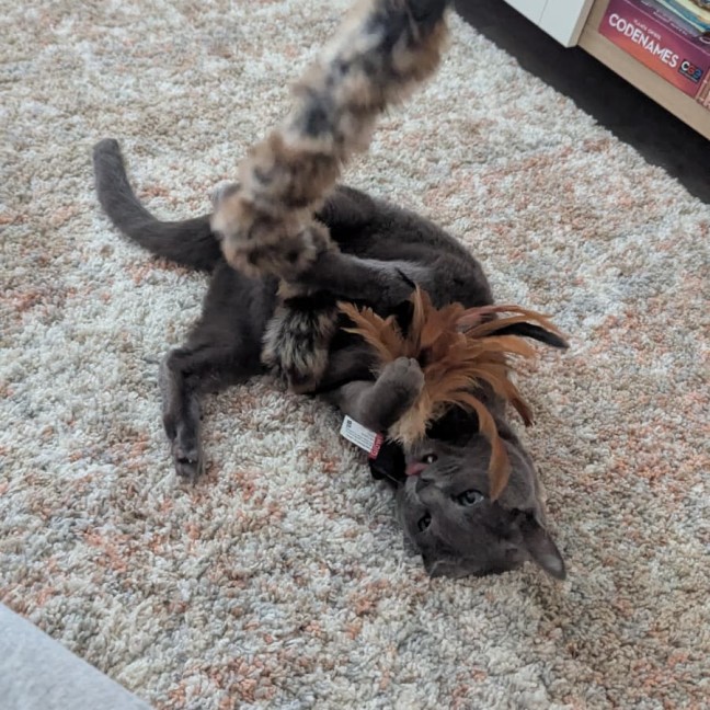 Photo of Luna