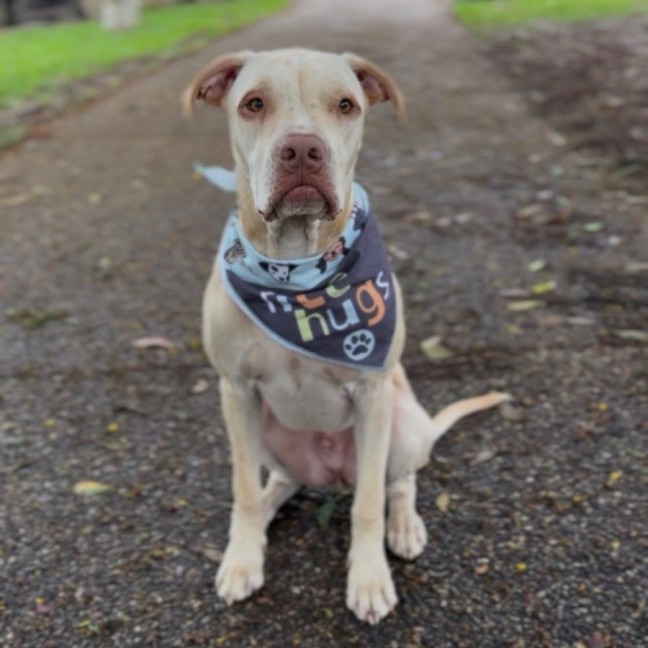 Photo of Sparrow *$250 Adoption Fee* 
