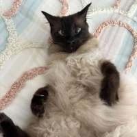 Photo of Oliver **2nd Chance Cat Rescue**