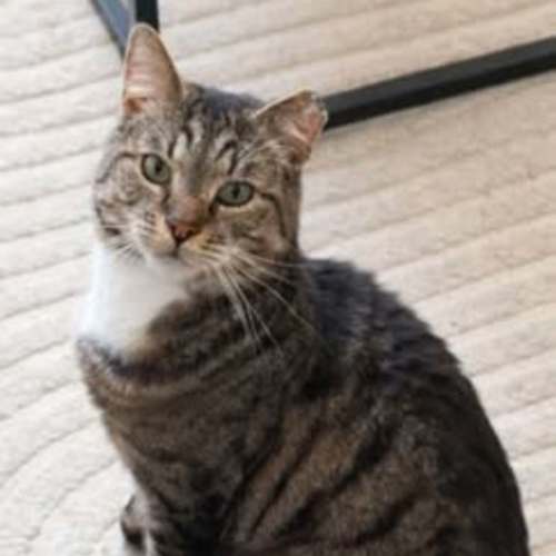 Steve - Domestic Short Hair (DSH) Cat