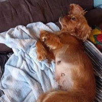 Photo of Willow