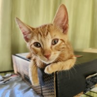 Photo of Toffee