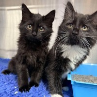 Photo of Bert & Ernie   In Foster In Wantirna Sth