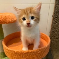 Photo of Peanut