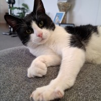 Photo of Zorro