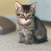 Photo of Muffin