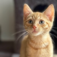 Photo of Jake 🐈🧡🧡