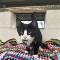 Photo of Tux