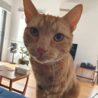 Photo of Thomas *9 Lives Project Rescue*