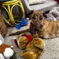 Photo of Richie The Greyhound 