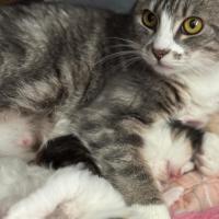 Photo of Paisley 